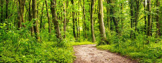 Obraz premium Summer forest with road between trees and bright greenery, panorama