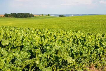 Fototapeta na wymiar Sugar beet field with green leaves in sunny weather