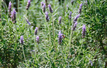 lavender flowers in the garden