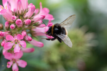 bee on pink flower