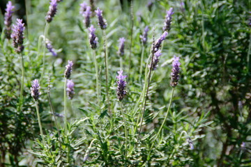 lavender flowers in the garden