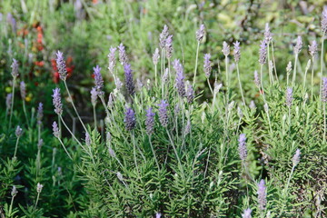 lavender flowers in the garden
