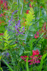 Close up of a colorful autumn plant