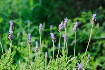 Obraz premium lavender flowers in the garden