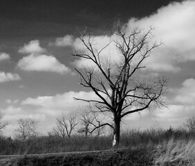 A black and white version of the winter bare tree.
