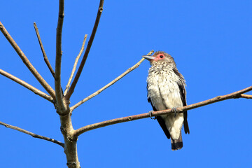 female of black-tailed Tityra (Tityra cayana) perched on the dome of a coconut tree under the blue sky