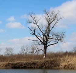 The brae tree in the countryside field on a sunny day.