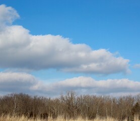 Obraz premium The fluffy white clouds in the sky over the bare trees.
