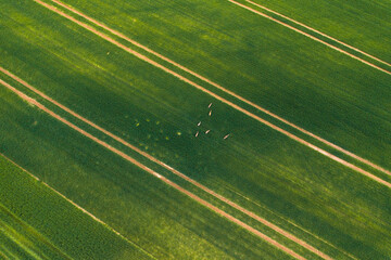 Deer on a green field aerial view 