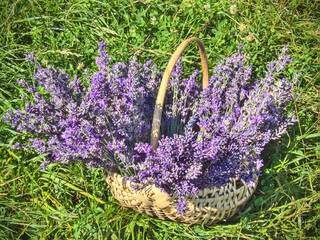 Bucket full of lavender in the garden grass
