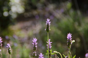 lavender flowers in the garden