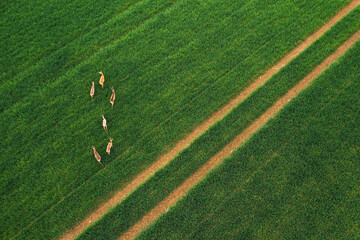 Deer on a green field aerial view  © Hedvika