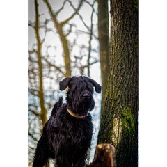 black and white dog