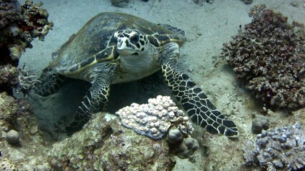 green sea turtle