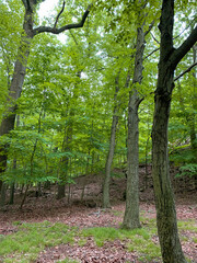 footpath in the forest