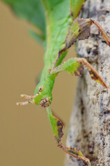 Phyllium mabantai extreme insect macro 