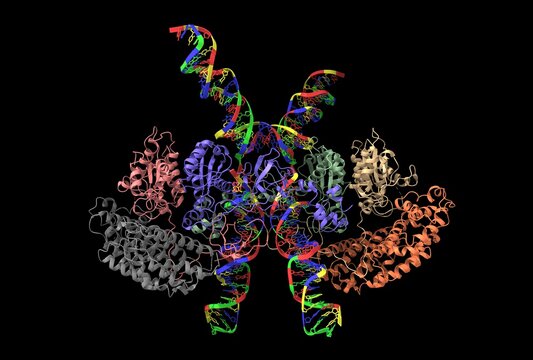 Cryo-EM structure of HTLV-1 intasome, 3D cartoon model, black background