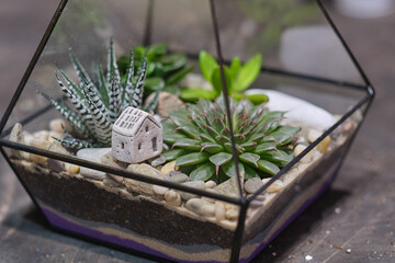 female holds glass florarium vase with succulent plants Small garden with miniature plants. Home...