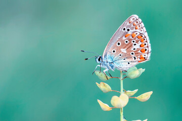 Macro shots, Beautiful nature scene. Closeup beautiful butterfly sitting on the flower in a summer garden.