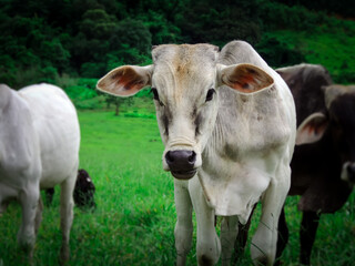 Large front view image of a nellore young female white cow walking free in the green meadow field looking straight at the camera - Animal liberation Concept with selective focus and blurred background
