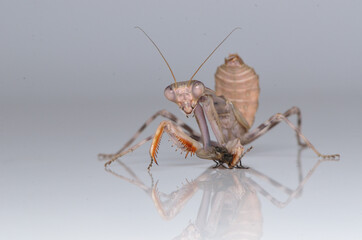 Pnigonomantis Sp. eatiing a house fly, study macro shot