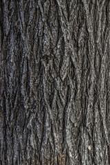 textura corteza árbol