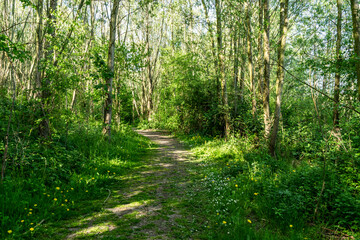Fototapeta na wymiar Trees, green grass with wildflowers along the path in a nature reserve Harderbos in Zeewolde, the Netherlands. A trail in the spring forest with sunlight and shadows. 