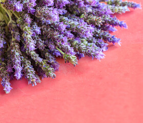 Lavender flowers on red background