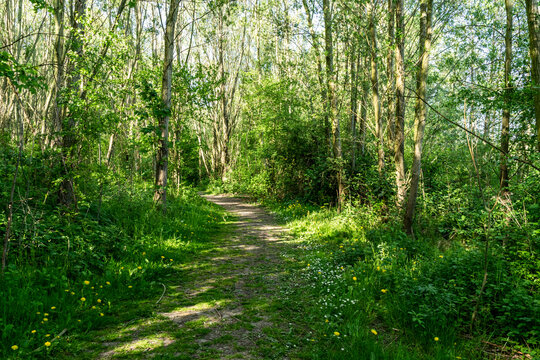 Trees, green grass with wildflowers along the path in a nature reserve Harderbos in Zeewolde, the Netherlands. A trail in the spring forest with sunlight and shadows. 