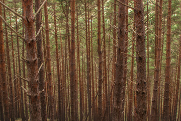 bosque