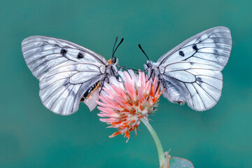 Macro shots, Beautiful nature scene. Closeup beautiful butterfly sitting on the flower in a summer garden.