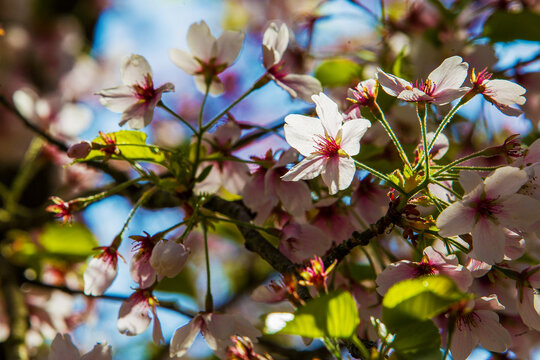 Amazing magnolia blossom - white floqwers abd cherry ( pink ) blossom at background