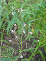 ALOYSIA CITRODORA. HIERBA LUISA. PLANTA CON HOJAS VERDES ALARGADAS. PEQUEAS FLORES BLANCAS.