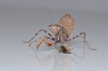 Pnigonomantis Sp. eatiing a house fly, study macro shot