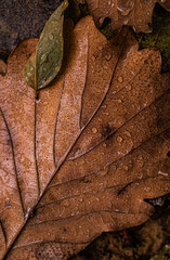 close up of a leaf