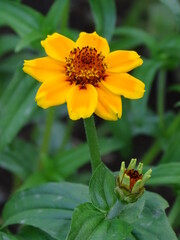 ZINNIA. CINIA. PLANTA VERDE CON UNA FLOR. LA FLOR TIENE VARIOS PÉTALOS. COLORES BRILLANTES.