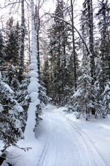 Pathway in a deep forest. Evening light. Winter