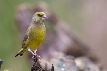 Fototapeta premium Greenfinch on a branch observes the environment