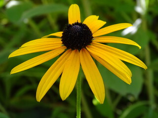 RUDBECKIA FULGIDA. FLOR AMARILLA SOBRESALE DEL FONDO VERDE.