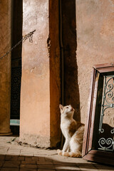 Cat Twisting Neck and Looking Upwards, Marrakesh, Morocco.