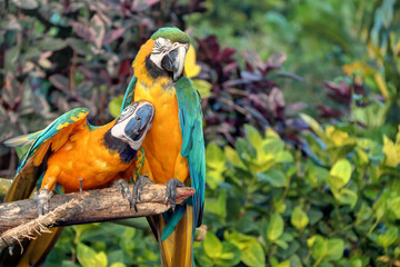 Perroquets à Deshaies en Guadeloupe