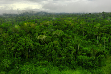 Fototapeta na wymiar Ecuadorian amazon rainforest - Amazonia