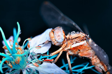 Macro shots, Beautiful nature scene dragonfly