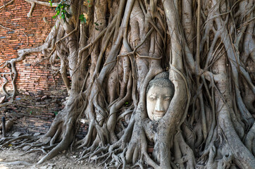 Overgrown stone Buddha face by tree roots at Wat Mahathat, Ayutthaya Historical Park, Thailand