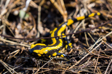 salamander crawling on moss soil