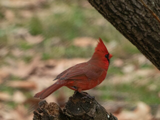 cardinal on a branch