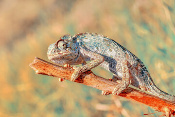 Macro shots, Beautiful nature scene green chameleon 