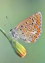 Obraz na płótnie Canvas Common blue butterfly macro