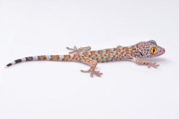 Amazing colorful Tokay gecko macro on white background