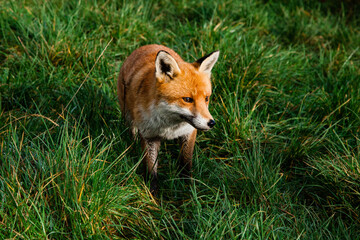 Obraz premium red fox in the grass